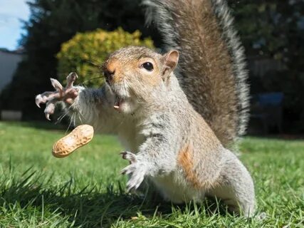 Squirrel 152: Claw! Tiere, Eichhörnchen, Niedliche tiere