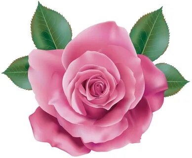 Pink Rose Transparent PNG Clip Art Rose clipart, Flower clip