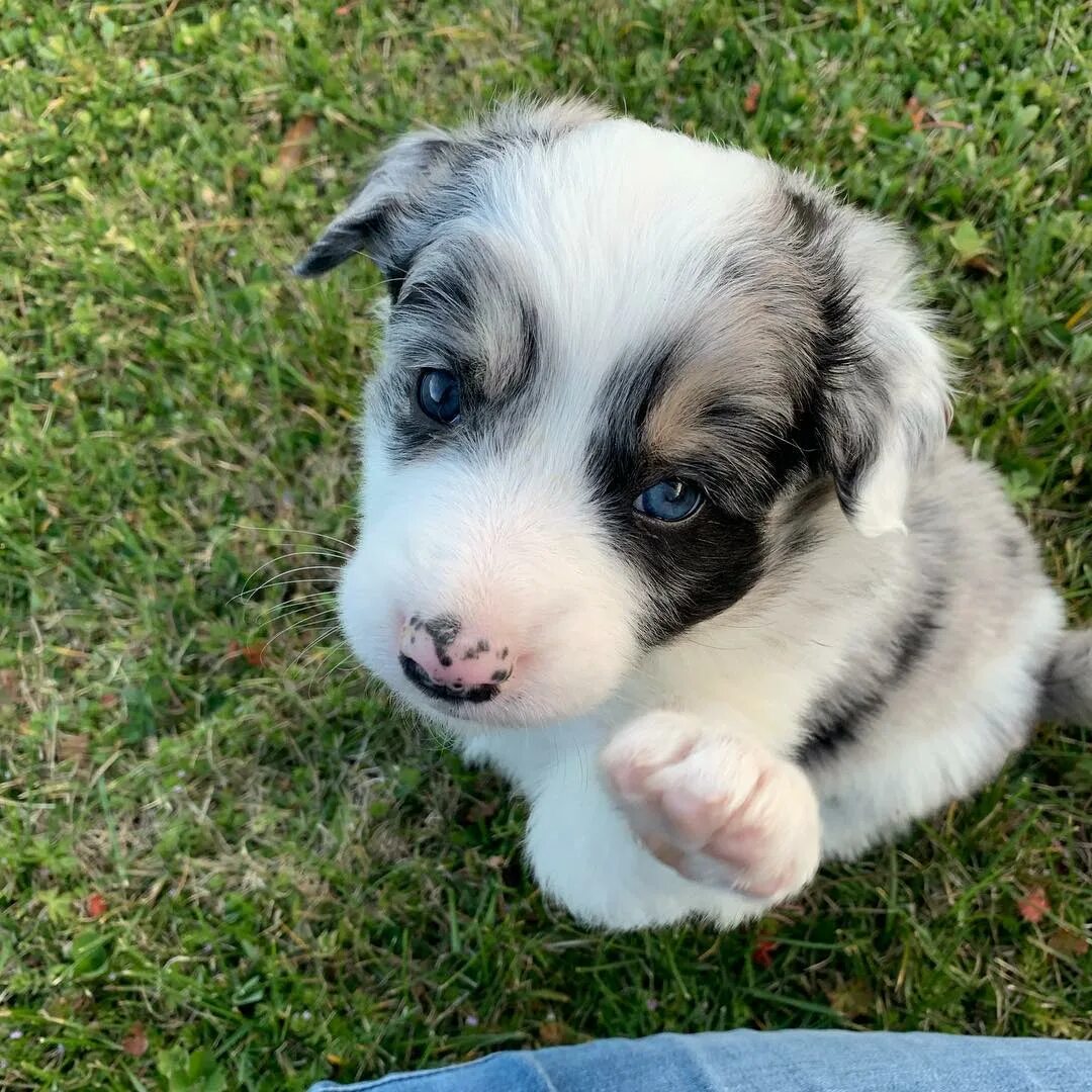 I am a Great Pyrenees/Australian Shepherd Mix. 