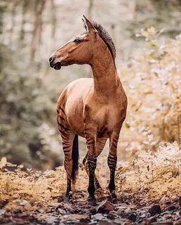 Pin by Milana on hoofshu Zorse, Horses, Zebras