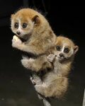 Little Loris twins debut at the Duke Lemur Center Animales e