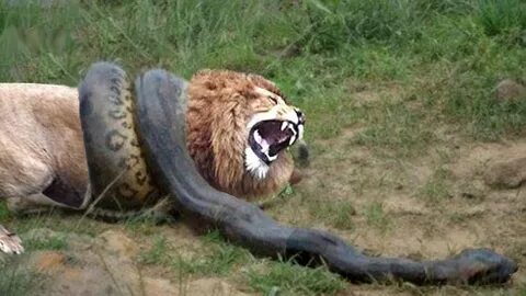 Python Vs Lion Real Fight - YouTube