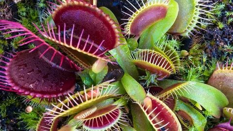 How Venus flytraps store short-term 'memories' of prey Scien