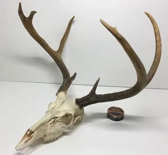 8 Point European Mount Whitetail buck deer skull w/antlers r