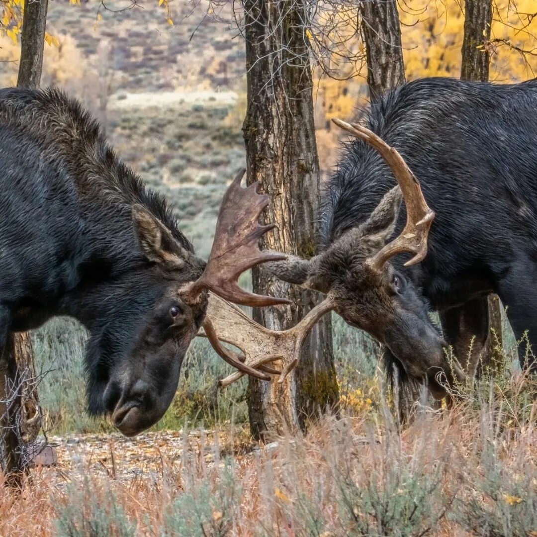 Rust moose eu bi weekly фото 71