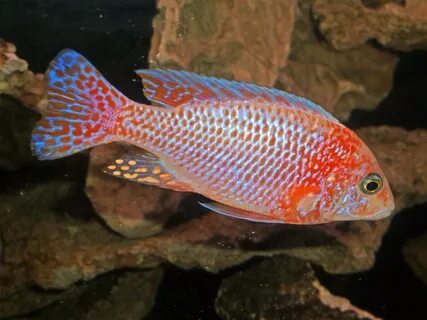 Dragon Blood Profile 2 - Very Fishe - African Cichlids