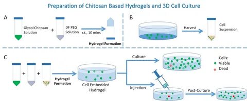 Preparation of Chitosan-based Injectable Hydrogels and Its A