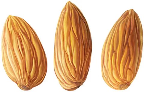 Almond Clipart PNG Transparent Background, Free Download #32