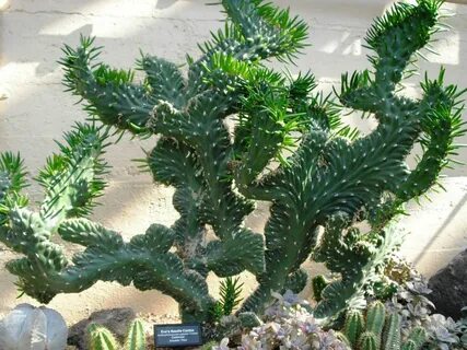 Austrocylindropuntia subulata 'Cristata' * World of Succulen