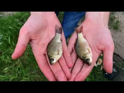 Fish trap - Aquatic videos