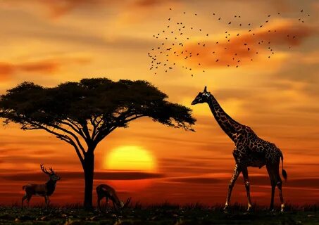 Savana By Andre Jhuna African sunset, Africa silhouette, Afr