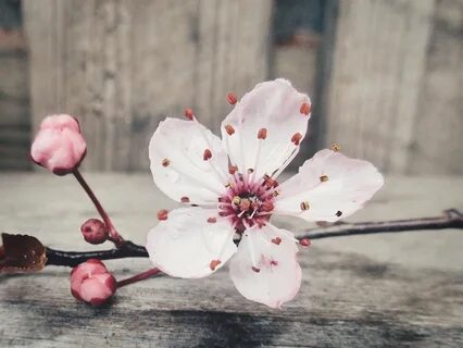 цветок сливы цвести сливовое бесплат - Mobile Legends