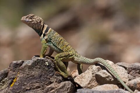 Collared Lizard on the Sand by Andrew Kuhn