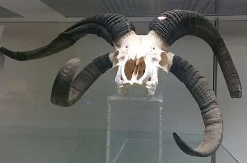 File:Jacob Sheep skull at the Royal Veterinary College anato