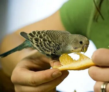 Baby Budgie Parrot with Stomach Full, Crop. Wildlife Vet. Au