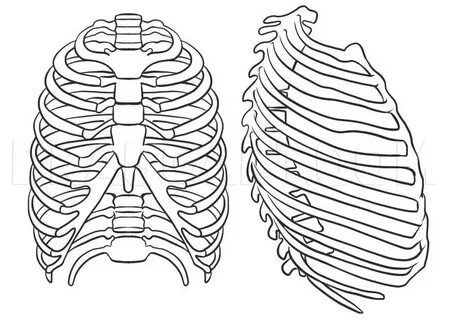 How to Draw a Rib Cage, Coloring Page, Trace Drawing