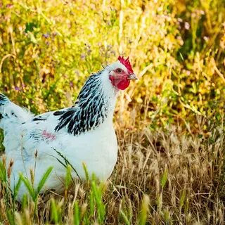 Maran Breed Chicken - 66 photo