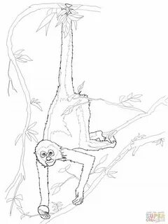 spider monkey coloring pages - Clip Art Library