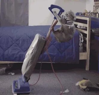 Cat Clean GIF - Cat Clean Chores - Discover & Share GIFs