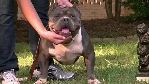 THE ULTIMATE AMERICAN BULLY - YouTube
