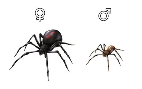 How To Draw A Black Widow Spider Easy / Black Widow Spider D