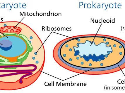 Picture Of Eukaryotic Cell - Stroimm Online