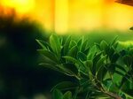 Зеленый фон трава листья (152 фото) " ФОНОВАЯ ГАЛЕРЕЯ КАТЕРИ