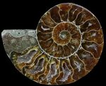 3" Agatized Ammonite Fossil (Half) (#56328) For Sale - Fossi