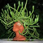 A Journey: Making My Own Head Planters with Hypertufa Head p