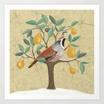 Partridge In A Pear Tree Image