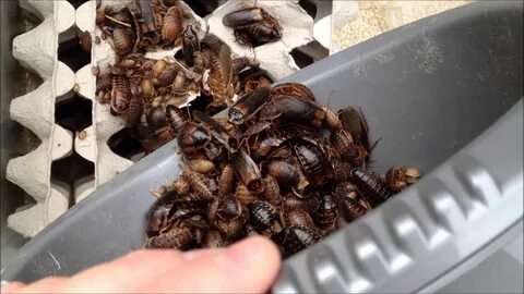 Breeding Dubia Roaches - ClubFauna Bearded dragon, Dubia roa