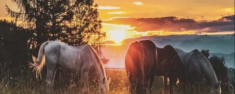 Horses on a meadow sunset picmelon