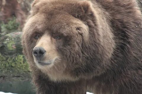 File:Kodiak bear.jpg - Wikimedia Commons
