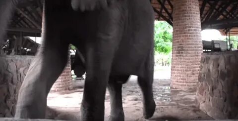 Elephant GIF - Find on GIFER