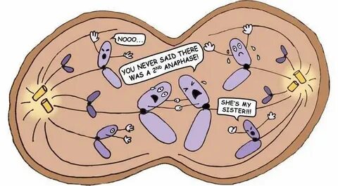 Mitosis meiosis noooo funny cartoon splitting science Scienc
