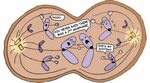Mitosis meiosis noooo funny cartoon splitting science Memes 
