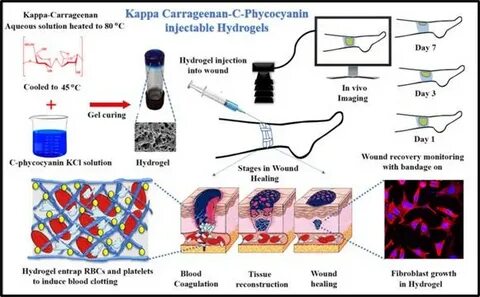 Smart injectable hydrogel from spirulina IBG News