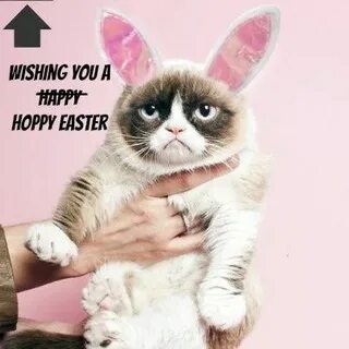 Grumpy Cat Easter Animali, Cucciolo di gatto, Cuccioli