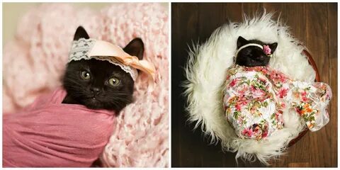 This Adorable Newborn Kitten Photo Shoot Will Make Your Hear