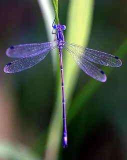 periwinkle Dragonfly, Damselfly, Dragonfly tattoo