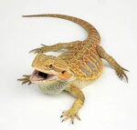 Do Bearded Dragons Have Teeth? - Vet Explains Pets