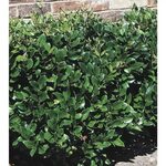 Wax Leaf Ligustrum Hedge Related Keywords & Suggestions - Wa