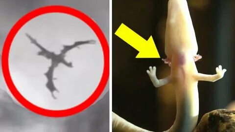5 Dragons Caught On Camera! REAL Baby Dragons Exist Explaine