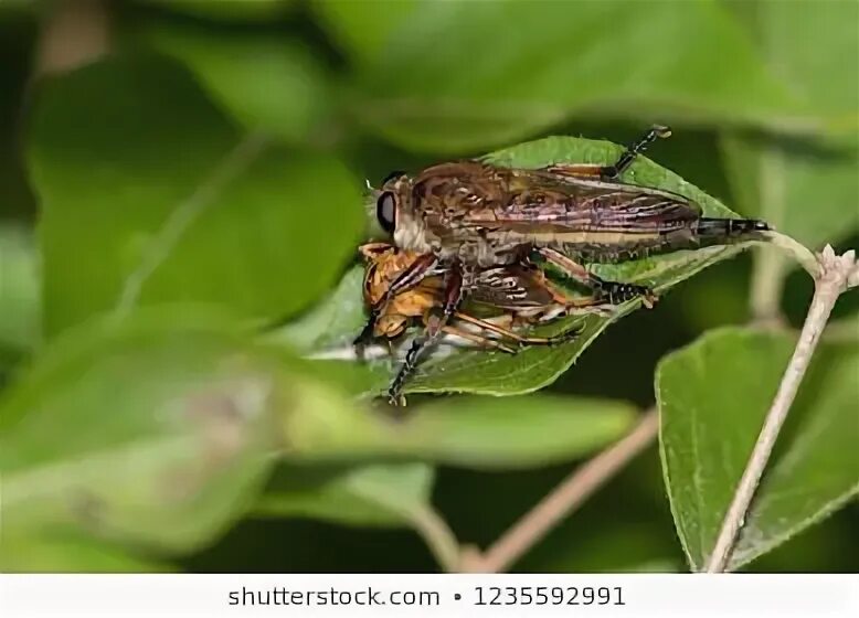 Robberfly Green Leaf Stock Photo (Edit Now) 558685324