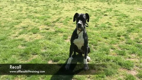 1-Year Old Fear Aggressive Great Dane! Great Dane Dog Traine