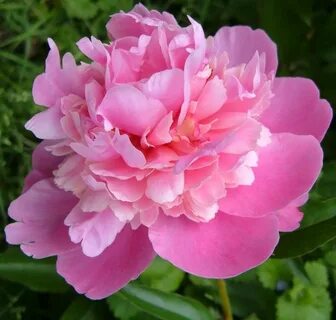 Image result for pink peony flowers Love flowers, Peony flow