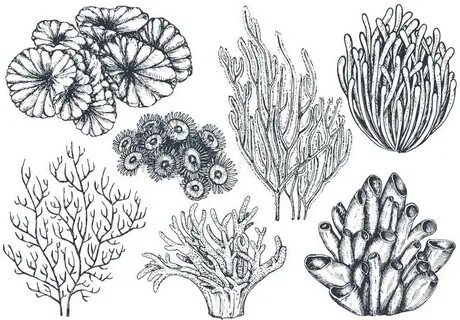 Coral Reef Stock Illustrations - 29,676 Coral Reef Stock Ill