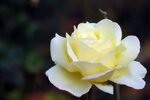 Белая роза - Free Image на 4 Free Photos