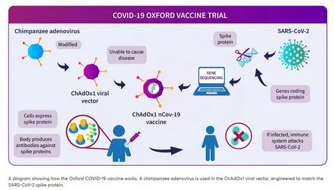 to when the vaccine is injected.https://www.research.ox.ac.uk/Article/2020-...