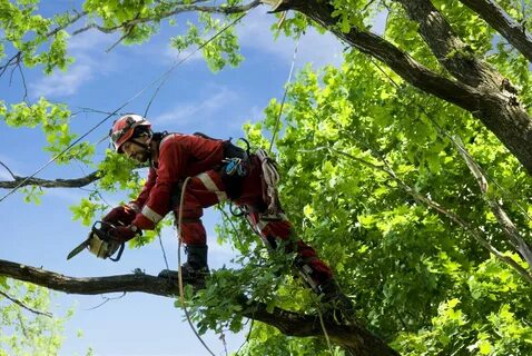 More Tree Inspection Needed by Melbourne Arborists - Butterf